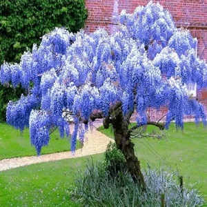 Blue Wisteria Live Plant, 2-Pack, 12-15 In, Fragrant Flowers, 2.5" Pot - Image 2