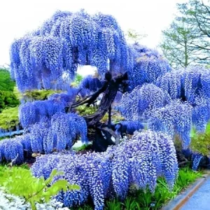 Blue Wisteria Live Plant 6-12