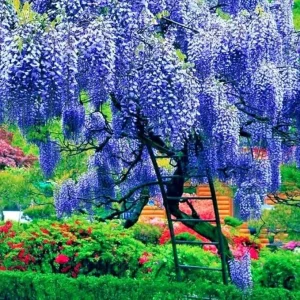 Blue Wisteria Live Plant, Vine, Tree, 4 Inch Pot, Outdoor - Image 2