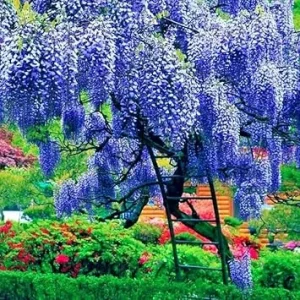 Blue Wisteria Live Plant, Vine, Tree, 4 Inch Pot, Outdoor - Image 6