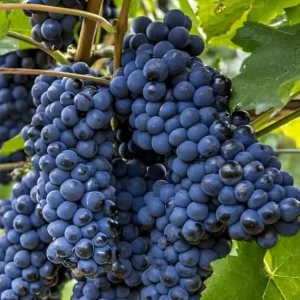 Blueberry Grape Vine Live Plant - 2 Year Old, Purple Blue Seedless Table Grapes - Image 6