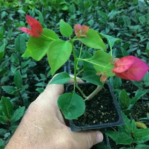 Bougainvillea 'Barbara Karst' Live Plant - Red Magenta Climbing Vine, USDA Zones 9-11 - Image 2