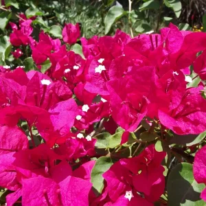 Bougainvillea 'Barbara Karst' Live Plant - Red Magenta Climbing Vine, USDA Zones 9-11 - Image 1