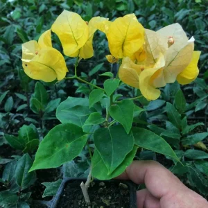 Bougainvillea 'California Gold' Live Plant - Golden Yellow Blooms, 6 inch Cutting, Outdoor - Image 1
