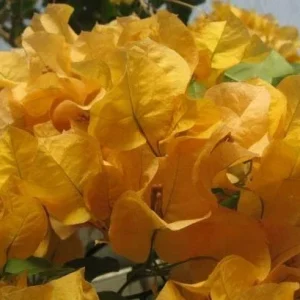 Bougainvillea 'California Gold' Live Plant - Golden Yellow Blooms, 6 inch Cutting, Outdoor - Image 3