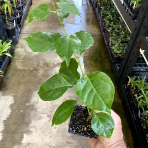 Bougainvillea 'California Gold' Live Plant - Golden Yellow Blooms, 6 inch Cutting, Outdoor - Image 5