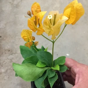 Bougainvillea 'California Gold' Live Plant - Golden Yellow Blooms, 6 inch Cutting, Outdoor - Image 6