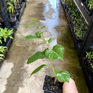Bougainvillea 'California Gold' Live Plant - Golden Yellow Blooms, 6 inch Cutting, Outdoor - Image 7