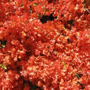 Bougainvillea 'Flame' Live Plant - Orange Red Climbing Vine, 6 inch Rooted Cutting - Image 5