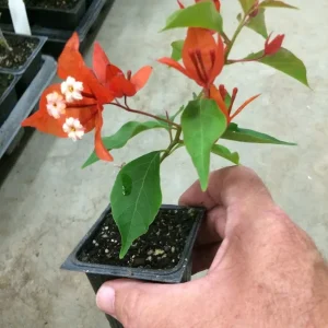 Bougainvillea 'Flame' Live Plant - Orange Red Climbing Vine, 6 inch Rooted Cutting - Image 6