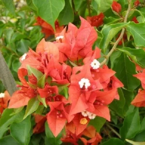 Bougainvillea 'Flame' Live Plant - Orange Red Climbing Vine, 6 inch Rooted Cutting - Image 1