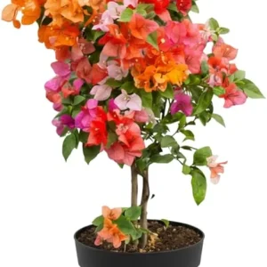 Bougainvillea Live Plant - 3 Mixed Flower Colors, 17-20 Inches Tall Indoor/Outdoor Perennial - Image 2