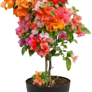 Bougainvillea Live Plant - 3 Mixed Flower Colors, 17-20 Inches Tall Indoor/Outdoor Perennial - Image 7