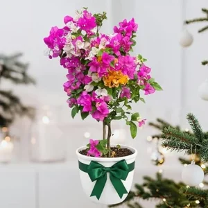 Bougainvillea Live Plant - Mixed 3 Colors, Tropical Perennial, 15-20 Inches Tall - Image 1