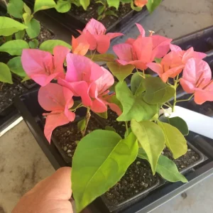 Bougainvillea 'Orange King' Live Plant - Orange & Pink Flowers, 6 inch Starter - Image 2