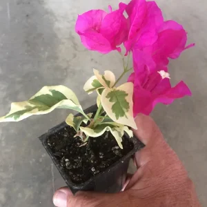 Bougainvillea 'Raspberry Ice' Live Plant - Variegated Magenta Blooms, Evergreen Climber - Image 2