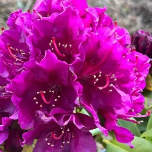 Brilliant Orange-Yellow Rhododendron Live Plant, 1 Gallon Pot, Outdoor Shrub - Image 4