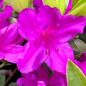 Brilliant Orange-Yellow Rhododendron Live Plant, 1 Gallon Pot, Outdoor Shrub - Image 6