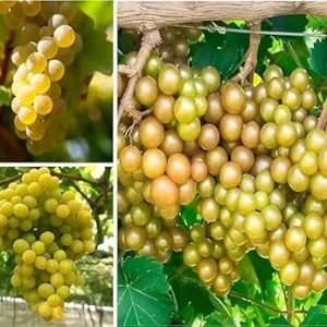 Bronze Carlos Scuppernong Grapevine Live Plant, 2 Year Old Muscadine, Sweet Fruit, Full Sun - Image 4
