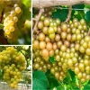 Bronze Carlos Scuppernong Grapevine Live Plant, 2 Year Old Muscadine, Sweet Fruit, Full Sun - Image 1