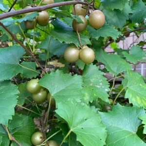 Bronze Fry Scuppernong Grapevine Plant - 2 Year Old Vine, Muscadine Grapes, Sweet, Full Sun - Image 1