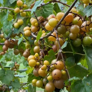 Bronze Magnolia Scuppernong Grapevine Plant - 2 Year Old Muscadine Grapes - Image 2