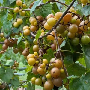 Bronze Magnolia Scuppernong Grapevine Plant - 2 Year Old Muscadine Grapes - Image 5