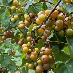 Bronze Magnolia Scuppernong Grapevine Plant - 2 Year Old Muscadine Grapes - Image 6