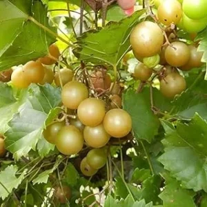 Bronze Scuppernong Grapevine Live Plant - 2 Year Old Muscadine Vine - Full Sun - Image 2