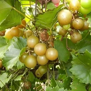 Bronze Scuppernong Grapevine Live Plant - 2 Year Old Muscadine Vine - Full Sun - Image 7