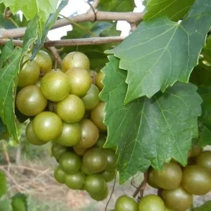 Bronze Southern Sweet Scuppernong Grapevine Live Plant - 2 Year Old Vine, 2 Feet Tall, Outdoor - Image 6