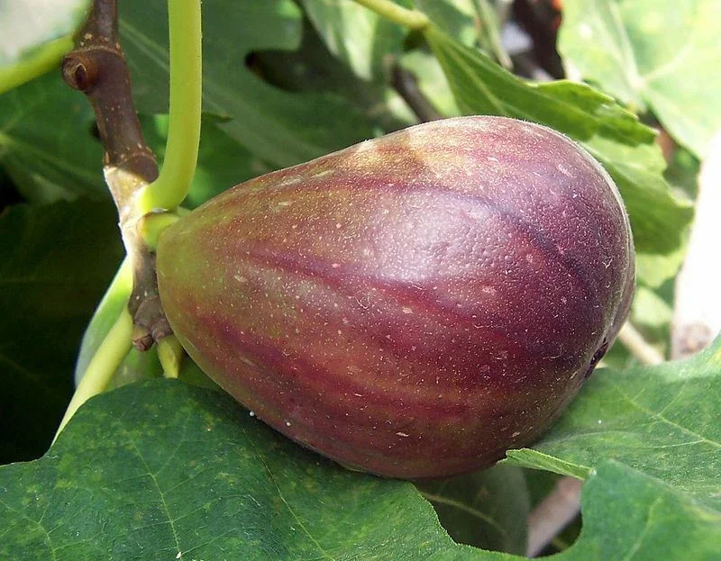 Brown Turkey Fig Tree Live Plant - Fruiting Ficus Carica - 5-Inch Seedling - Image 3