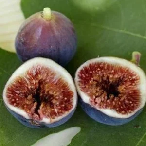 Brown Turkey Fig Tree Live Plant - Fruiting Ficus Carica - 5-Inch Seedling - Image 4