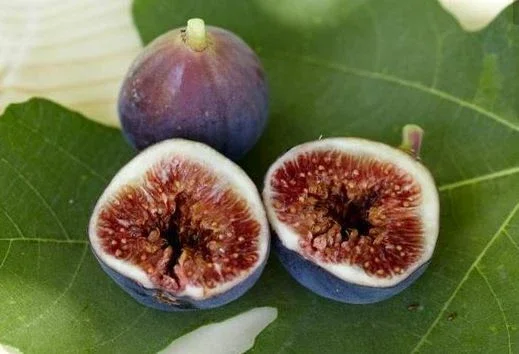 Brown Turkey Fig Tree Live Plant - Fruiting Ficus Carica - 5-Inch Seedling - Image 4