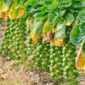 Brussel Sprouts Live Plant in 4" Pot - Fresh Annual Vegetable for Home Garden - Image 2