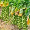 Brussel Sprouts Live Plant in 4" Pot - Fresh Annual Vegetable for Home Garden - Image 1