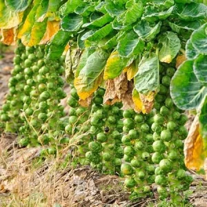 Brussel Sprouts Live Plant in 4" Pot - Fresh Annual Vegetable for Home Garden - Image 1