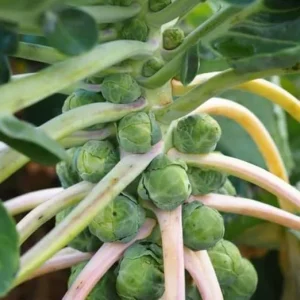 Brussels Sprouts Live Plant - 2 Pack, 4 Inch Pot, Cold Hardy Vegetable - Image 2