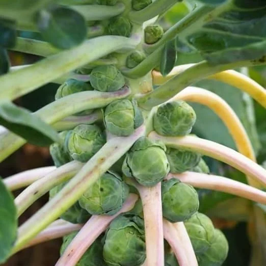 Brussels Sprouts Live Plant - 2 Pack, 4 Inch Pot, Cold Hardy Vegetable - Image 2