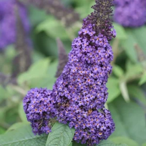 Butterfly Bush Live Shrub Plant – Buddleia, 5-10 Inches Tall, Attracts Butterflies - Image 3