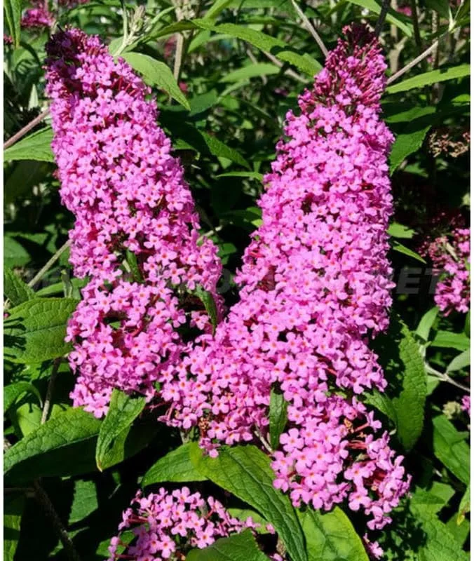 Butterfly Bush Live Shrub Plant – Buddleia, 5-10 Inches Tall, Attracts Butterflies - Image 4
