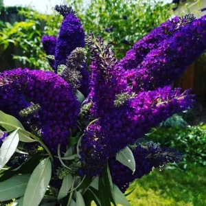 Butterfly Bush Live Shrub Plant – Buddleia, 5-10 Inches Tall, Attracts Butterflies - Image 5