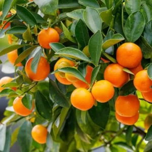 Calamansi Live Plant - 5 Gallon Pot, 4-5 Ft Tall Calamondin Citrus Tree - Image 3