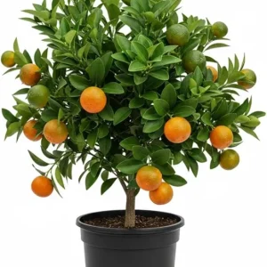 Calamansi Live Plant - Sour Citrus Tree, 5 Ft Tall in 5 Gallon Pot, Outdoor - Image 6