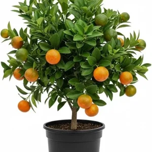 Calamansi Live Plant - Sour Citrus Tree, 5 Ft Tall in 5 Gallon Pot, Outdoor - Image 7