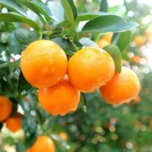 Calamansi Tree Live Plant - 3 Gallon Pot, Fruit Bearing Calamondin Citrus for Patio & Garden - Image 2