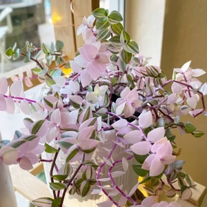 Callisia Repens Pink Live Plant - 4 Inch Potted Pink Wandering Jew Houseplant - Image 2