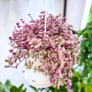 Callisia Repens Pink Live Plant - 4 Inch Potted Pink Wandering Jew Houseplant - Image 1