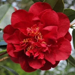 Camellia Live Plant - White Flowering Shrub, Well-Rooted, Zones 7-10 - Image 1