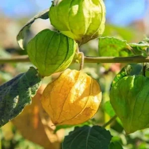 Cape Gooseberry Live Plant - 4 Inch Pot - 2 Pack - Sweet Yellow Fruits - Image 2